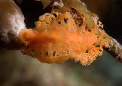 Tufted nudibranch. Barely 1" long, taken on a night dive ... by Maryke Kolenousky 
